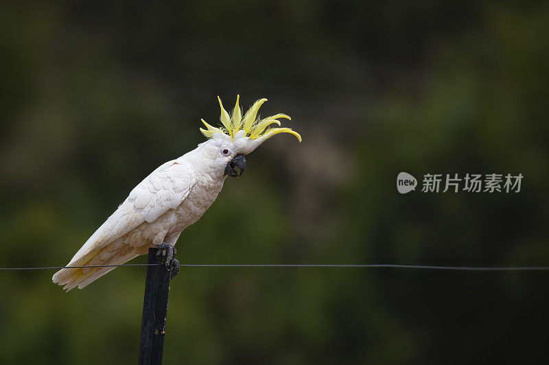 硫磺凤头鹦鹉(Cacatua galerita)